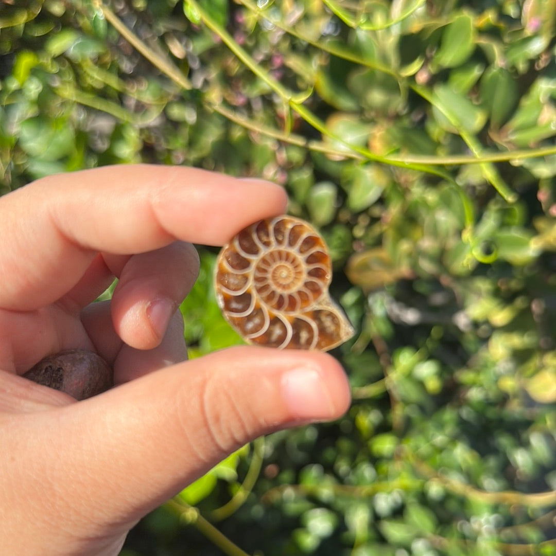Ammonite