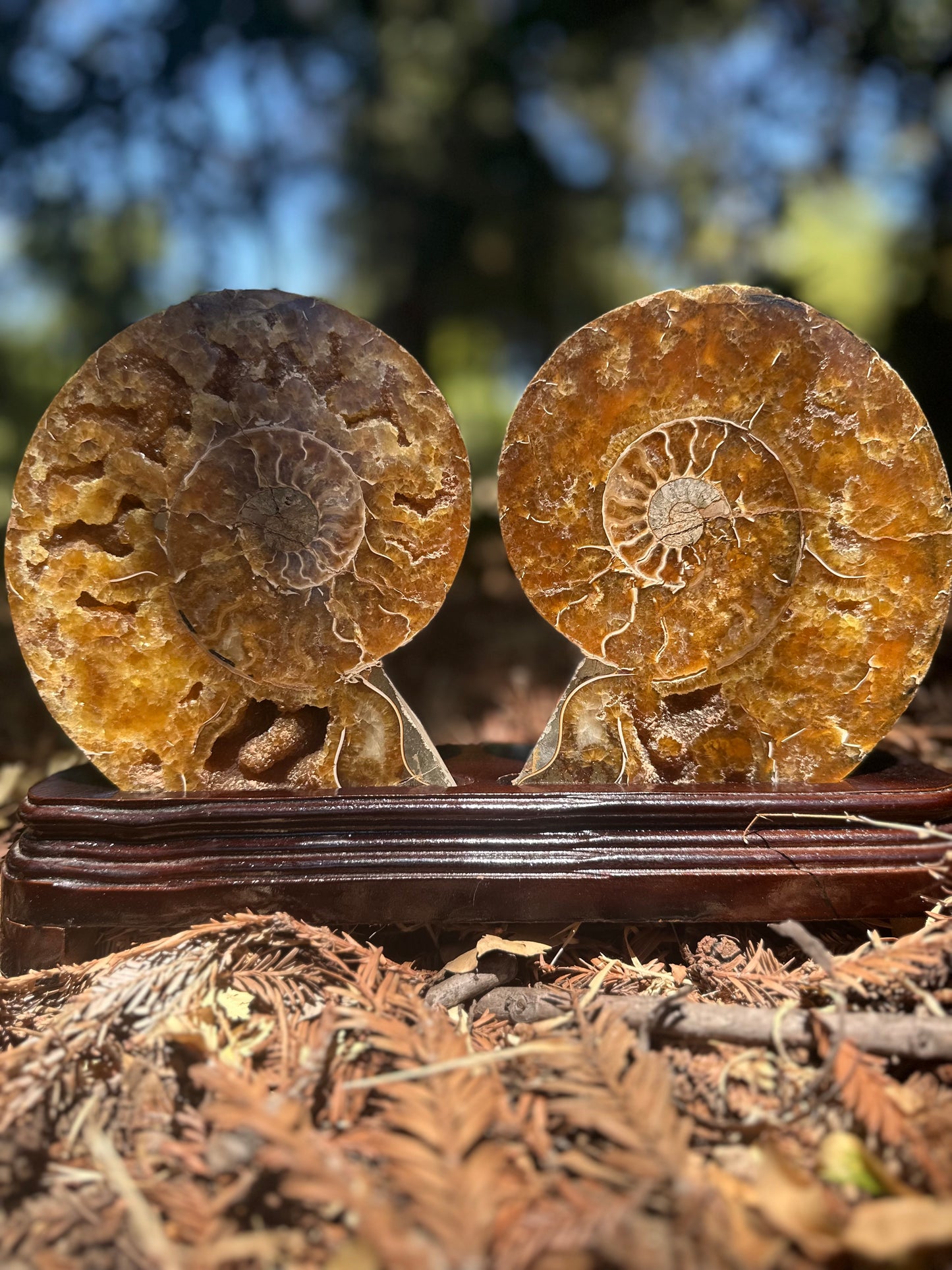 Ammonite Pair