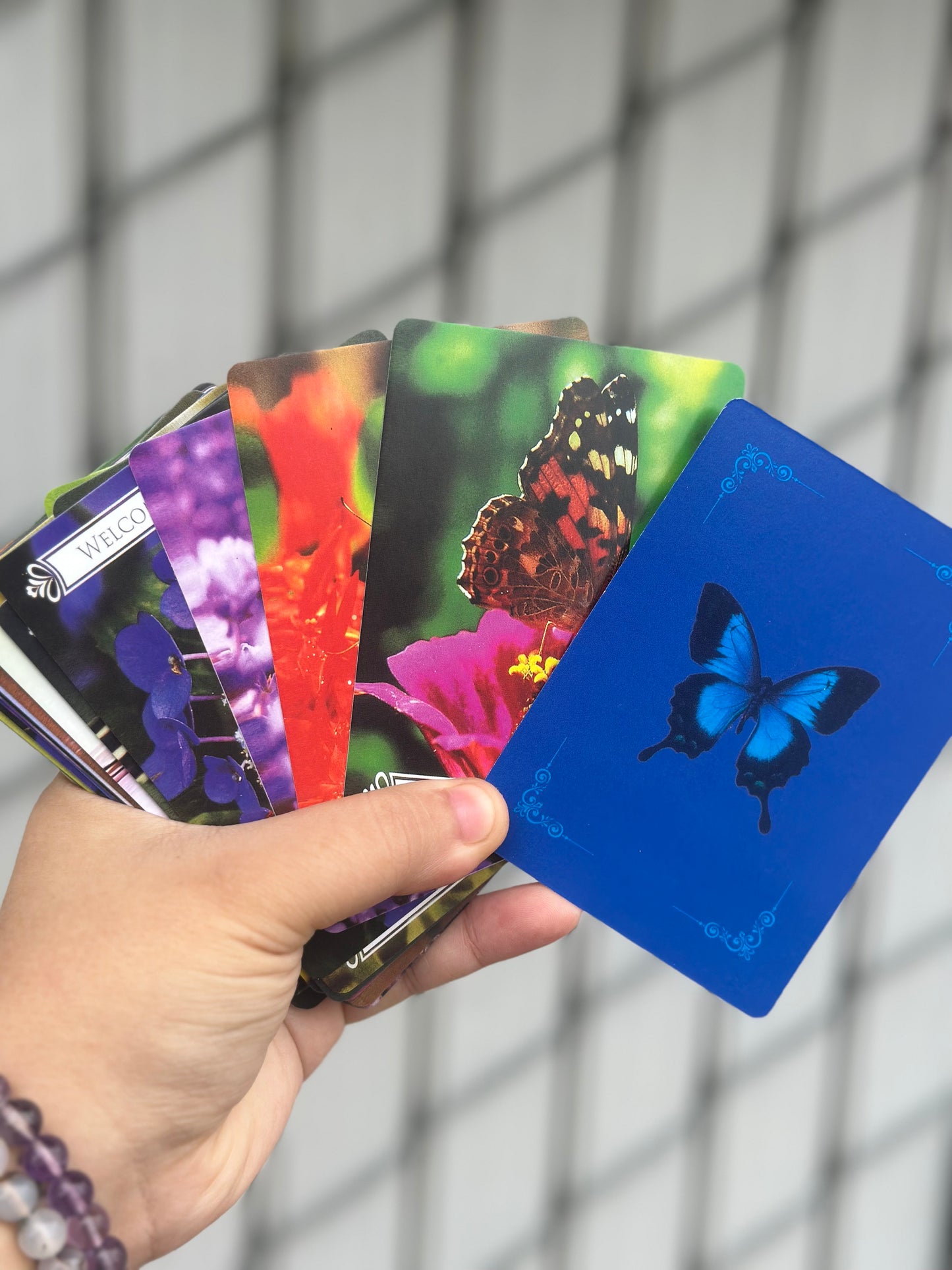 Butterfly Oracle Cards