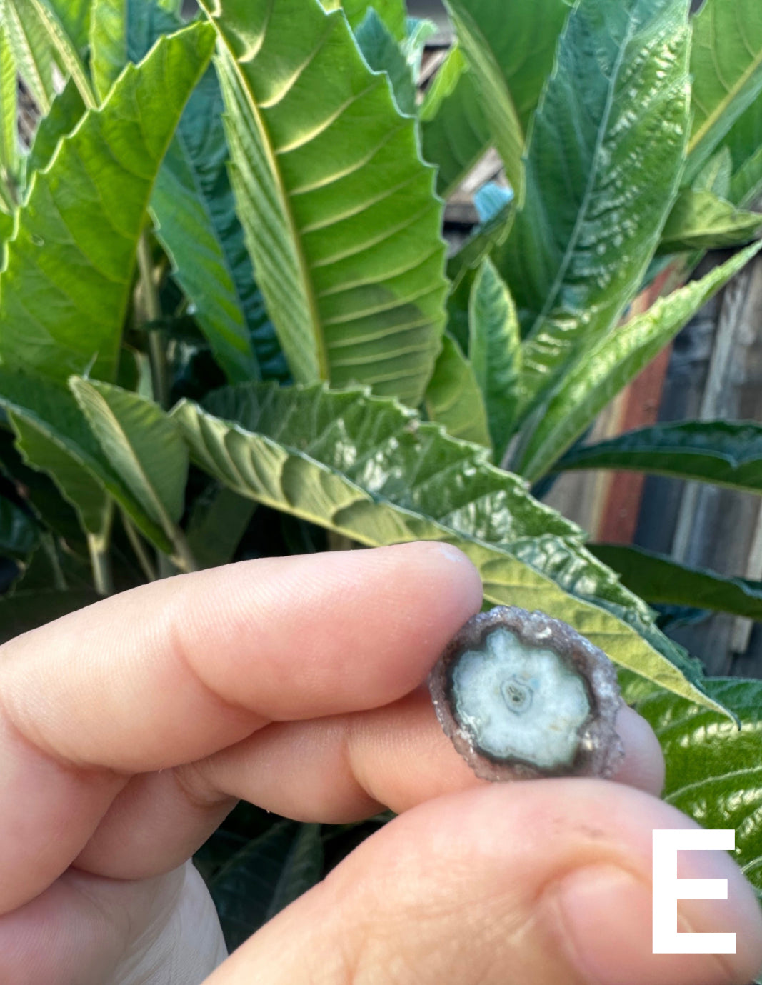 Amethyst Stalactite Slices