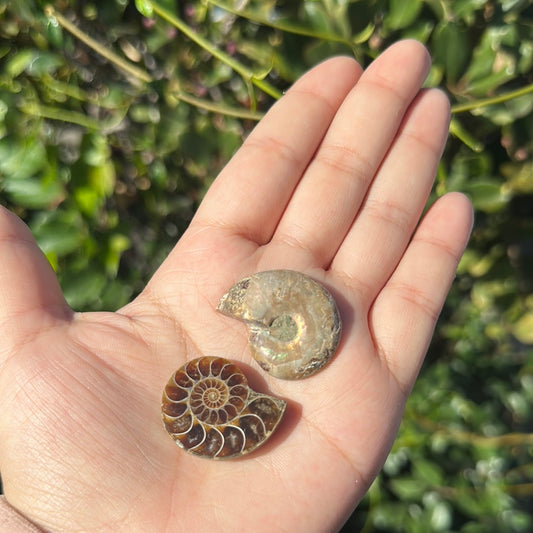 Ammonite