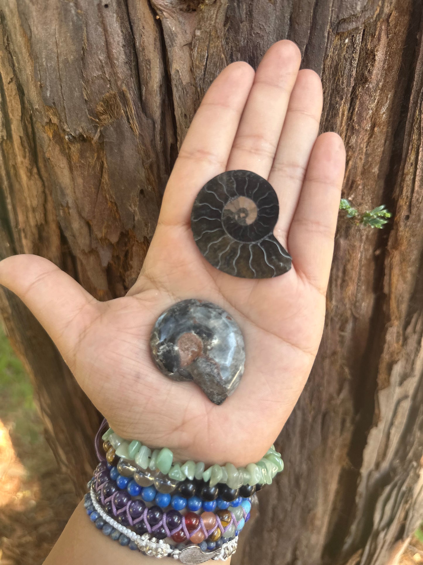 Black Ammonite