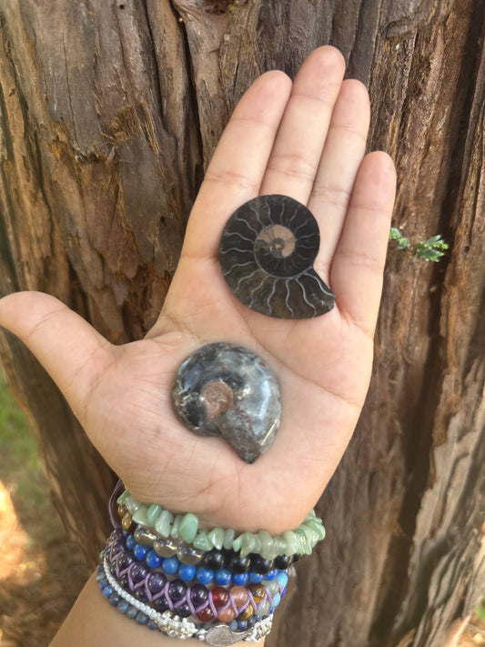 Black Ammonite