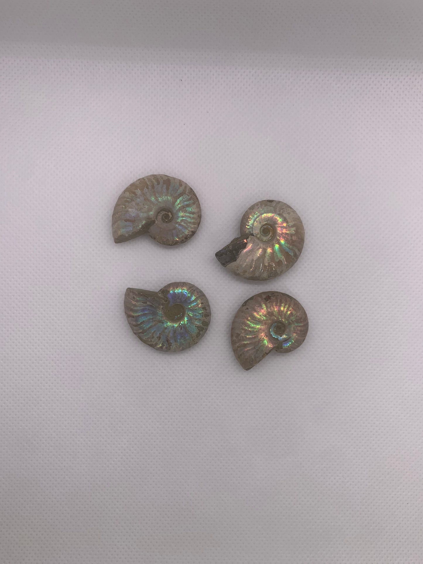 Opalized Ammonite Fossol