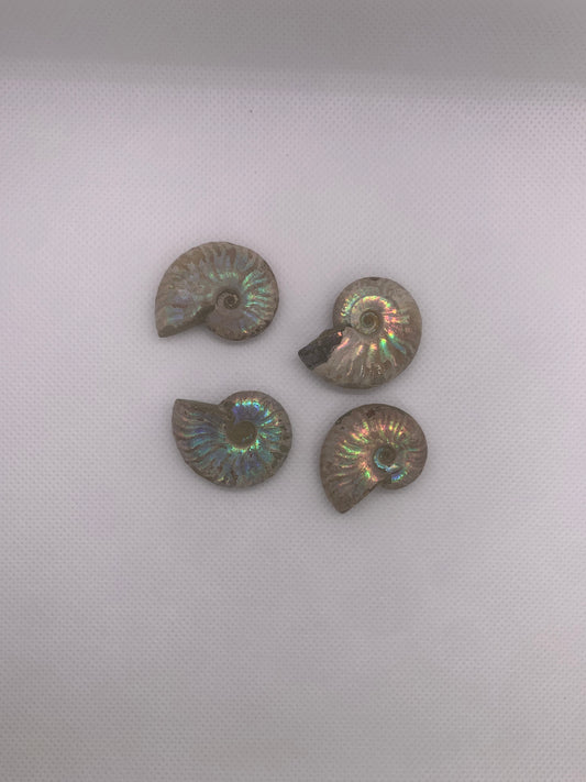Opalized Ammonite Fossol